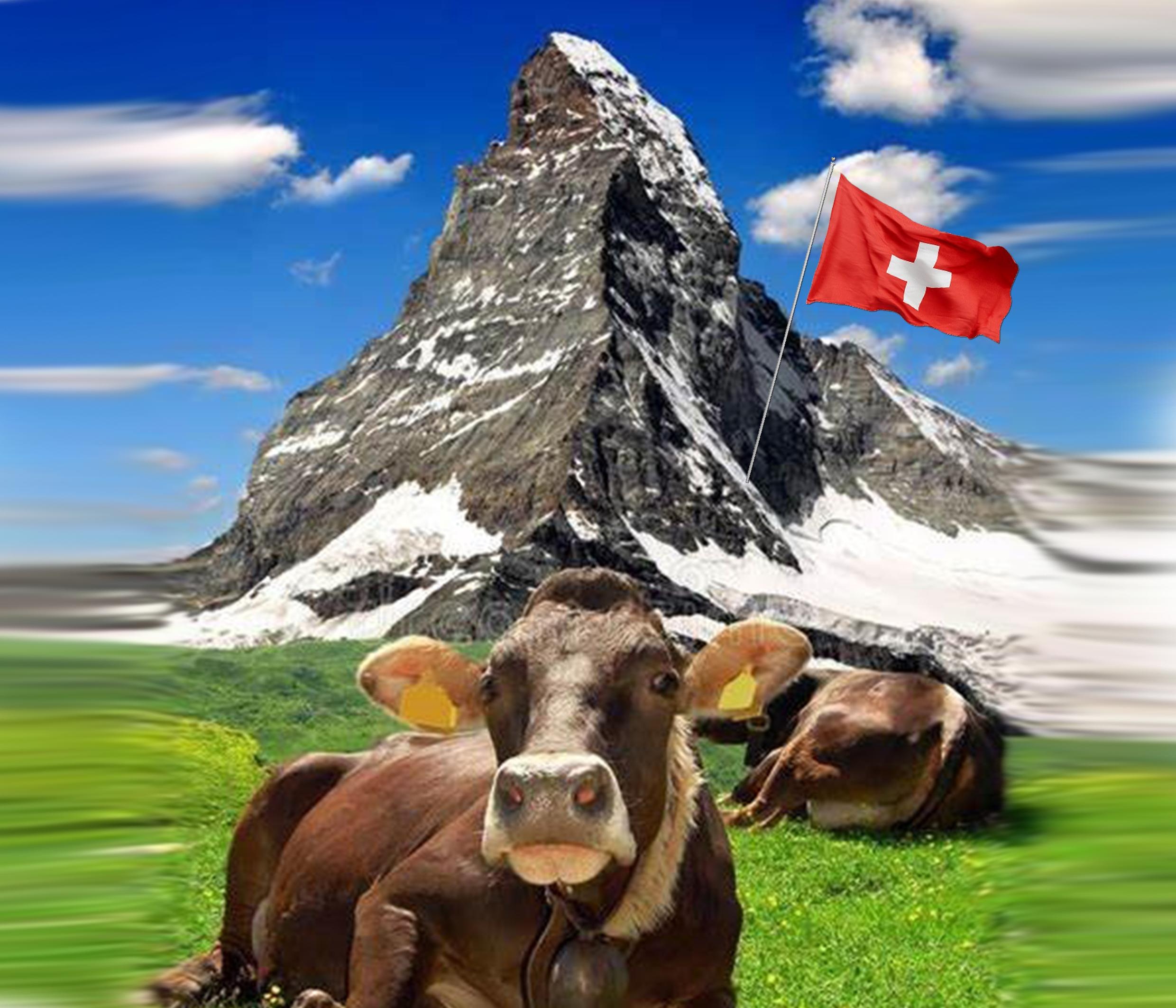 Kuh vor einem Berg mit einer Fahne der Schweiz